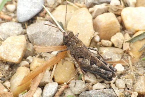Réf. 237 030 : Celes variabilis variabilis